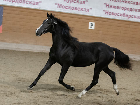 Более 11 миллионов рублей было выручено за лошадей на аукционе в МКЗ№1