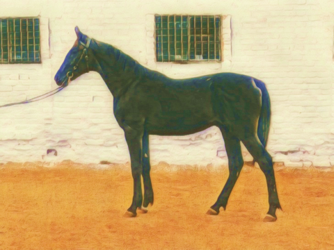 Аукцион лошадей рысистых пород на Локотском конном заводе