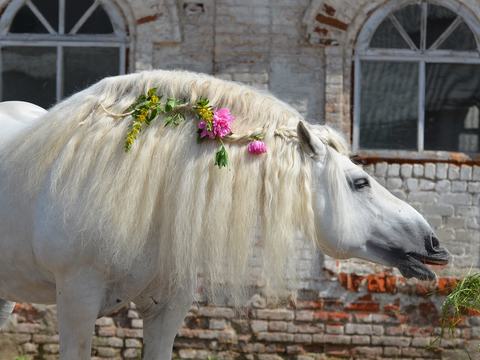 Ассоциация «СРК России» поздравляет всех  с Праздником Флора и Лавра – «покровителей лошадей»!